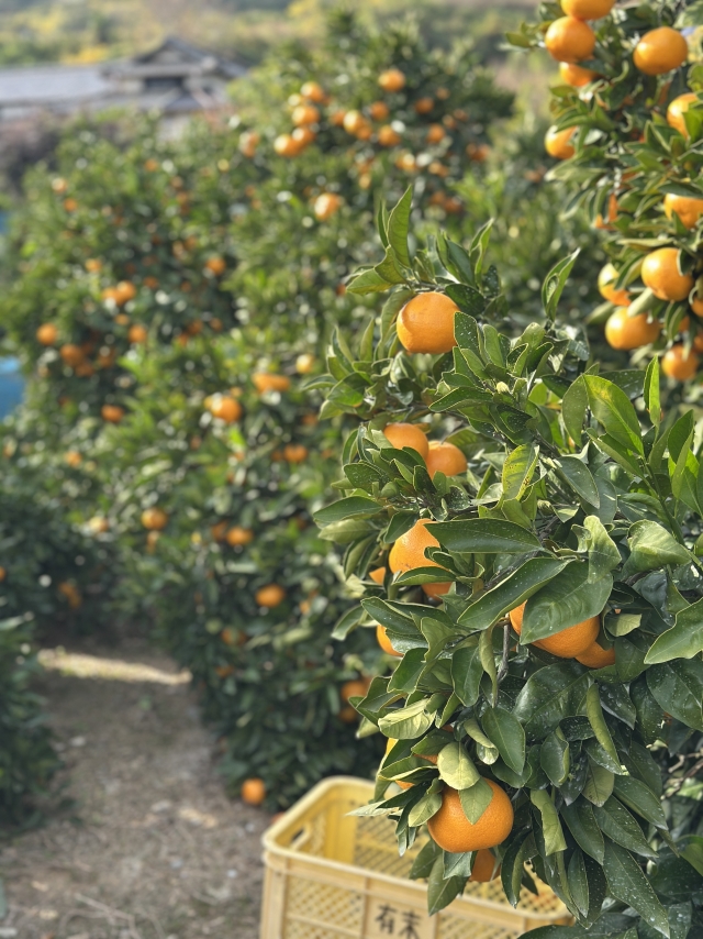 みんなで全もぎ！ シトサポ1DAY in 高根島